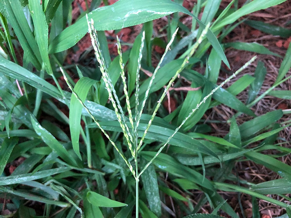 Weed Control How to Get Rid of Crabgrass Weeds